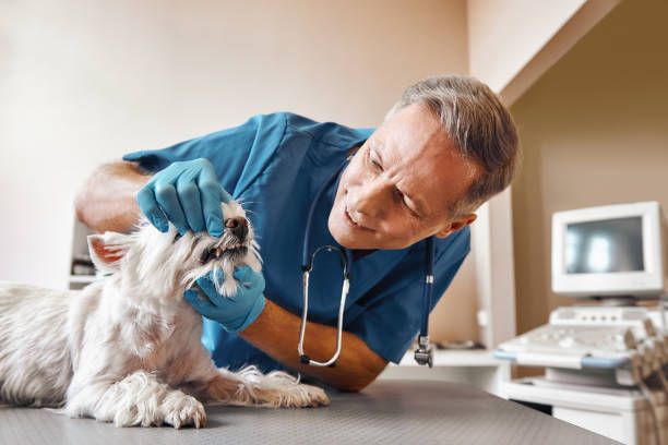 Best Emergency Treatment for Dental Infections or Abscesses in Clarksville, IN